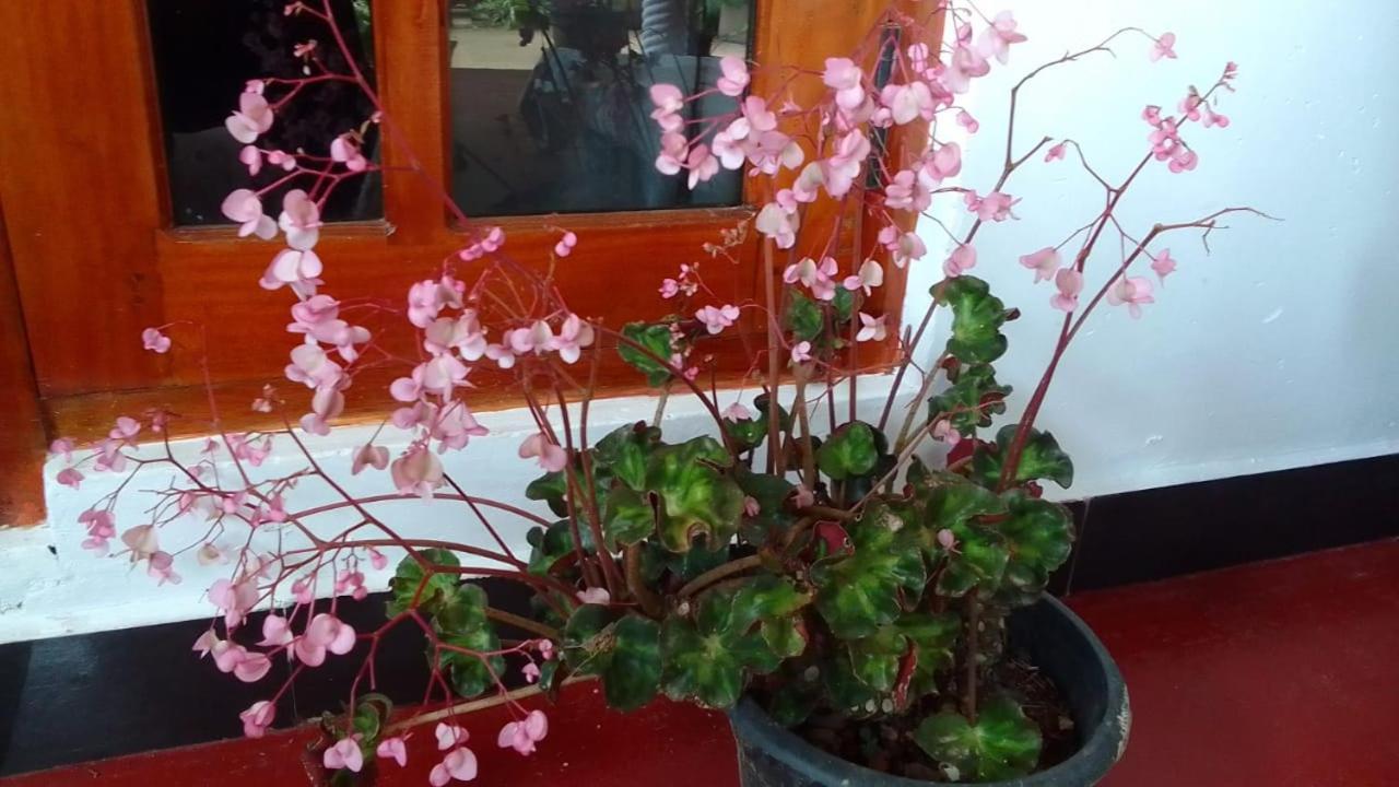 אלה Secret Nest Homestay מראה חיצוני תמונה