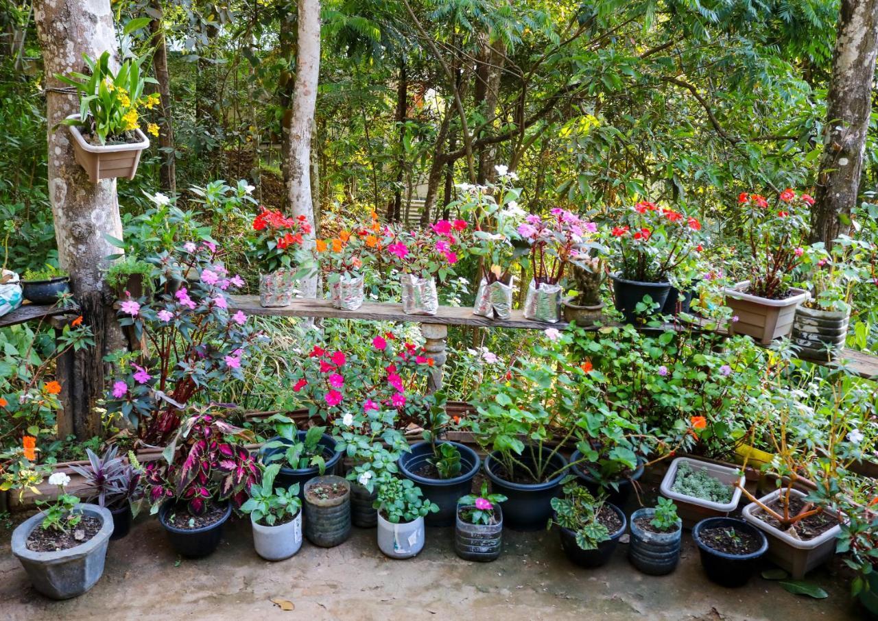 אלה Secret Nest Homestay מראה חיצוני תמונה
