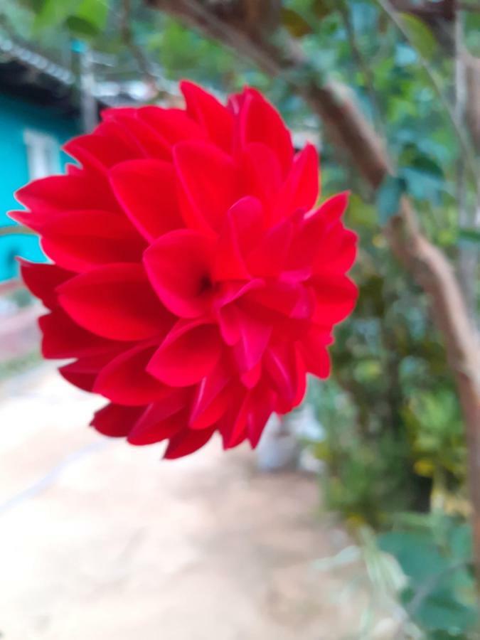 אלה Secret Nest Homestay מראה חיצוני תמונה