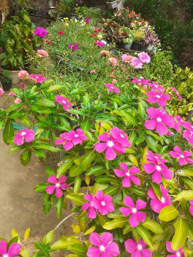 אלה Secret Nest Homestay מראה חיצוני תמונה