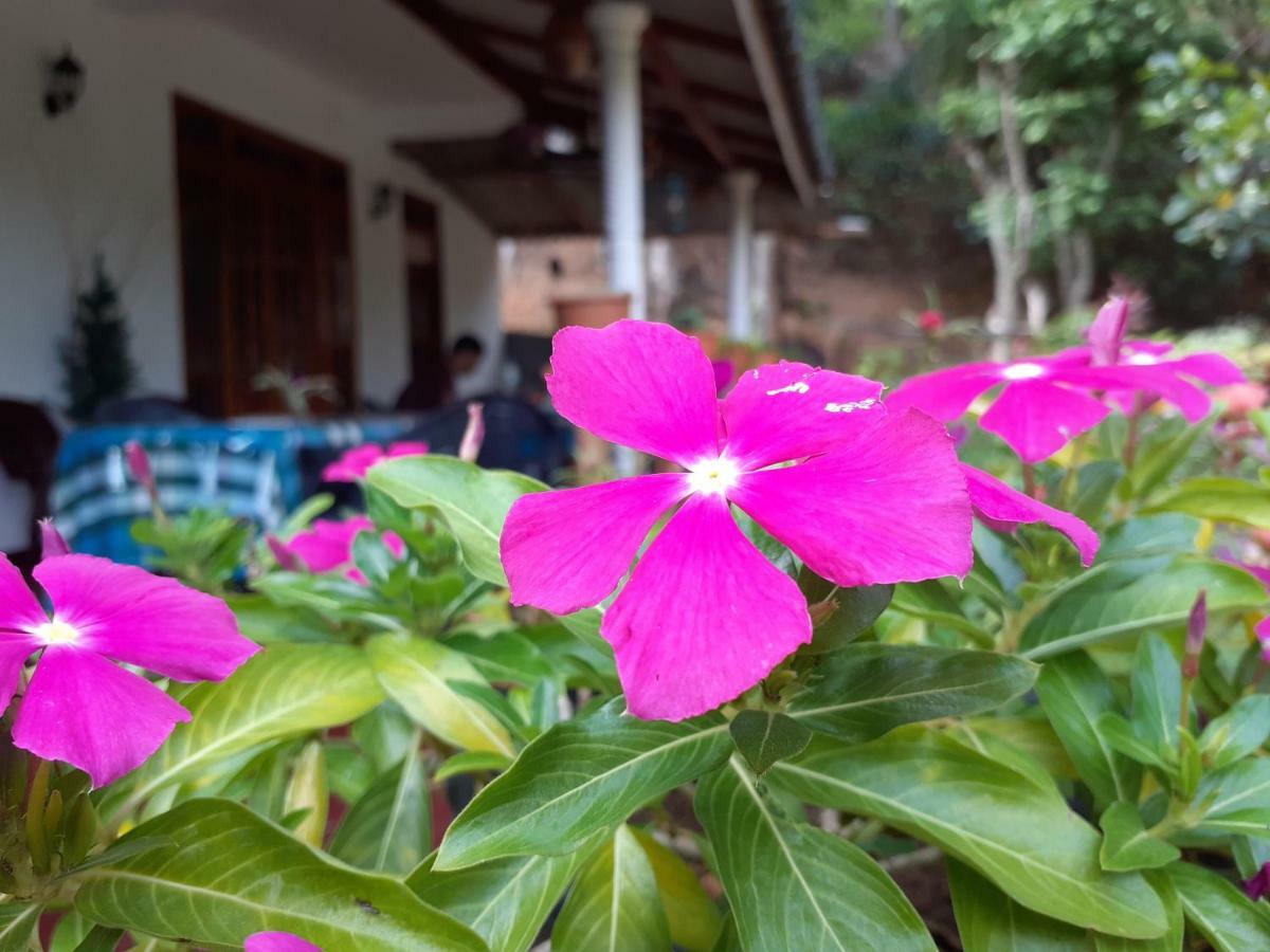 אלה Secret Nest Homestay מראה חיצוני תמונה